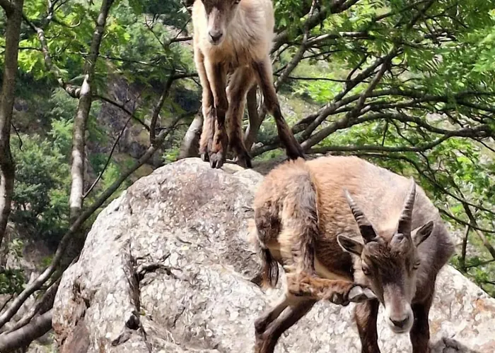 Ca D'Margherita And Heidi Valdieri Foto