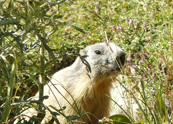 CesaniStella Alpina Tano Di Grichアパートメントの写真